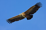 Image. Griffon Vulture