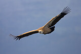 Image. Griffon Vulture