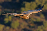 Image. Griffon Vulture