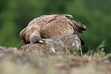 Image. Griffon Vulture