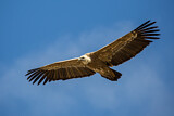 Image. Griffon Vulture