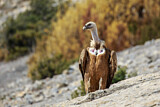 Image. Griffon Vulture