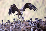 Image. Griffon Vulture