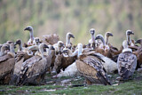 Image. Griffon Vulture