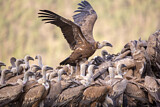 Image. Griffon Vulture