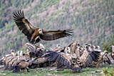 Image. Griffon Vulture
