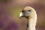 Image. Griffon Vulture