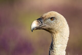Image. Griffon Vulture