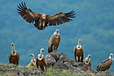 Image. Griffon Vulture