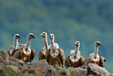 Image. Griffon Vulture