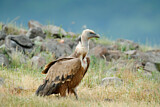 Image. Griffon Vulture