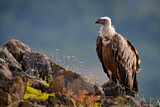 Image. Griffon Vulture