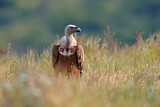 Image. Griffon Vulture