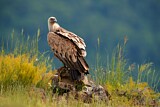 Image. Griffon Vulture