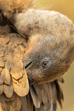 Image. Griffon Vulture