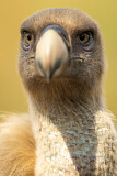 Image. Griffon Vulture