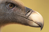 Image. Griffon Vulture
