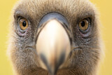 Image. Griffon Vulture