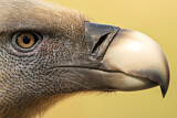 Image. Griffon Vulture