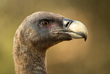 Image. Griffon Vulture