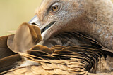 Image. Griffon Vulture