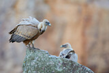 Image. Griffon Vulture