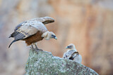 Image. Griffon Vulture