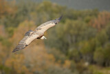 Image. Griffon Vulture