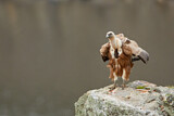 Image. Griffon Vulture