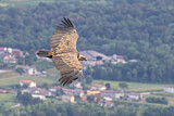 Image. Griffon Vulture