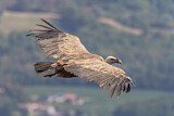 Image. Griffon Vulture