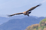 Image. Griffon Vulture
