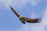 Image. Griffon Vulture