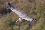 Image. Griffon Vulture