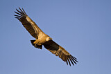 Image. Griffon Vulture