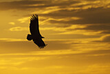 Image. Griffon Vulture