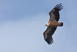 Image. Griffon Vulture