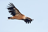 Image. Griffon Vulture