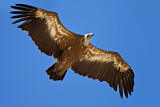 Image. Griffon Vulture