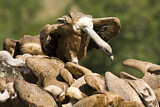 Image. Griffon Vulture