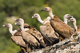 Image. Griffon Vulture