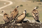 Image. Griffon Vulture