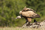 Image. Griffon Vulture
