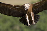 Image. Griffon Vulture