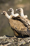 Image. Griffon Vulture