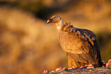 Image. Griffon Vulture