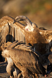 Image. Griffon Vulture