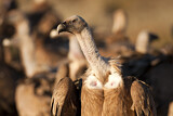 Image. Griffon Vulture