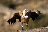 Image. Griffon Vulture