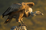 Image. Griffon Vulture